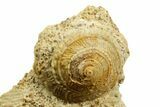 Jurassic Sea Snail (Obornella & Pyrgotrochus) Fossils - France #367837-2